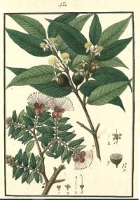 Psidium rutidocarpum image